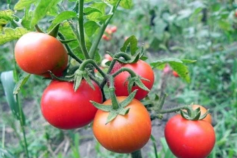 odrůdy rajčat Gardenerův sen