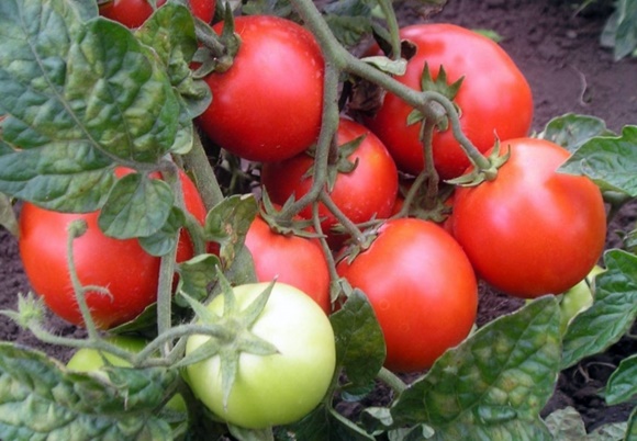 pomidorų raudonas jojimo gaubtas atvirame lauke