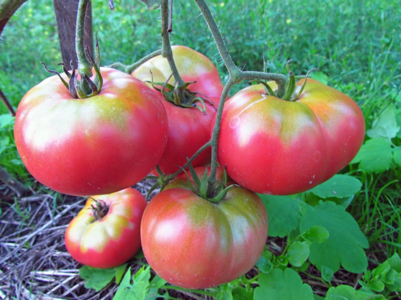 rajčica mikado ružičasta