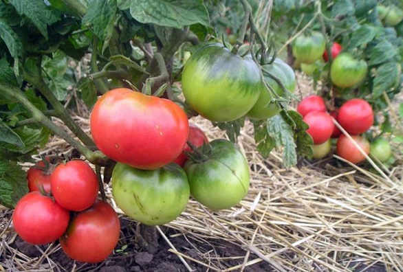 Mongolský trpaslík paradajka v záhrade