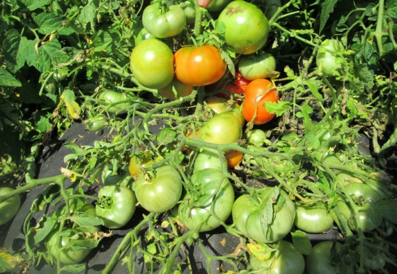 tomatbuskar Mongolisk dvärg
