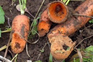 Beskrivelse af skadedyr af gulerødder, behandling og kontrol heraf
