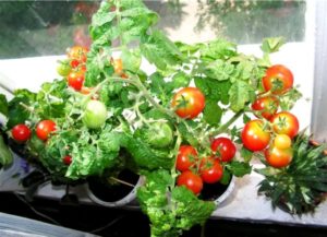 Caratteristiche e descrizione della varietà di pomodoro Miracolo del balcone, la sua resa