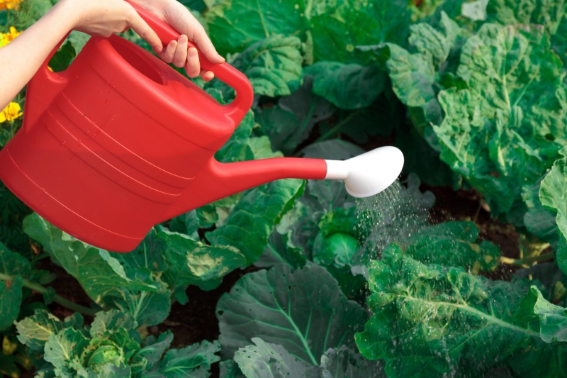 cabbage watered from a watering can