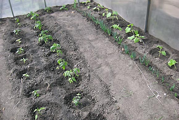plantar tomates