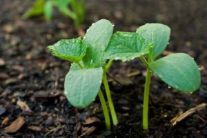 At what distance do you need to plant cucumbers with seedlings and seeds in the open field