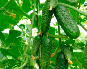 Step-by-step instructions on how to properly form cucumbers in a greenhouse and open field