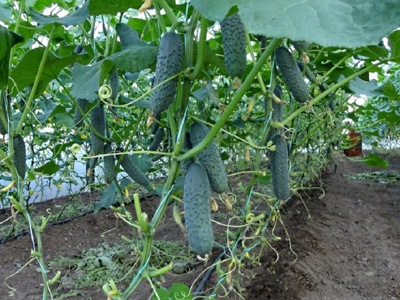 cucumber bushes in the greenhouse
