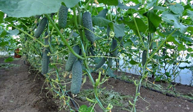 cucumbers in the greenhouse