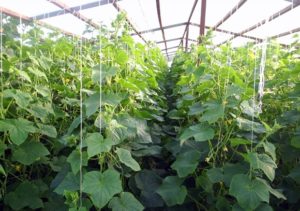 Tecnología y secretos del cultivo y cuidado de pepinos en invernadero de policarbonato.