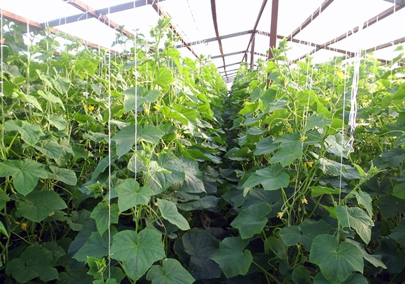 tied cucumbers in the greenhouse