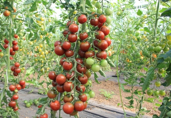 tomat spasskaya tårn i det åbne felt