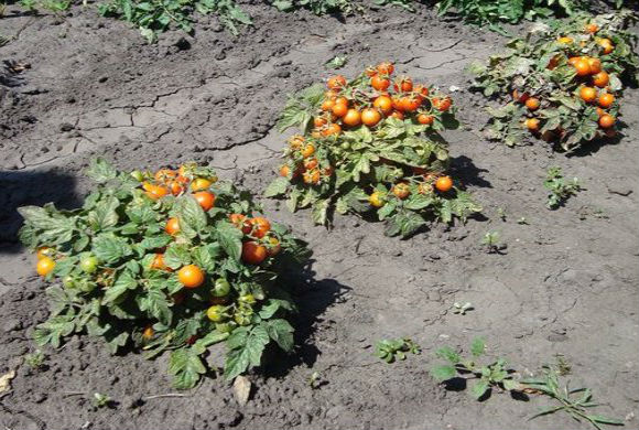 paturi de tomate în câmp deschis