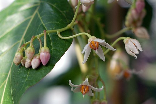 Blüten des Tsifomandra-Baumes