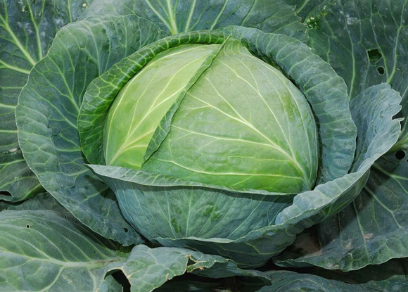 cabbage aggressor in the open field