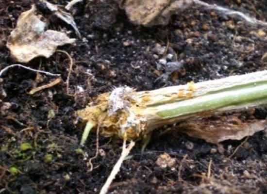 root rot on cucumbers