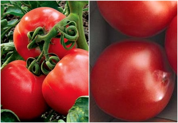 udseende af tomat irina