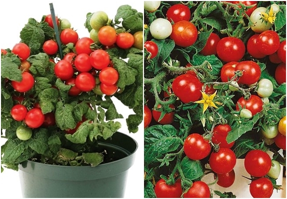 vazoninis pinokio pomidoras