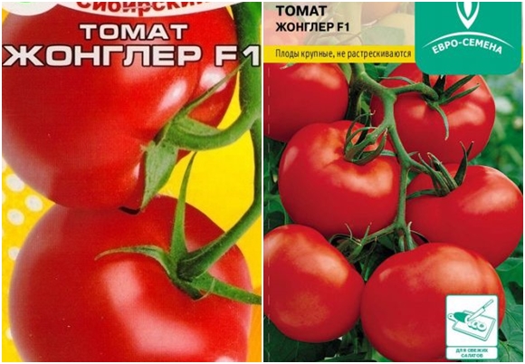 pomidorų žonglierius F1
