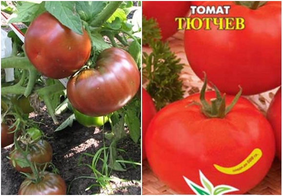 Tyutchev Tomate