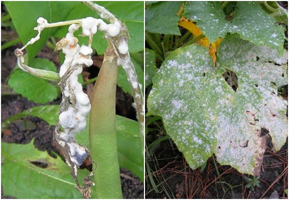 gray rot on cucumbers