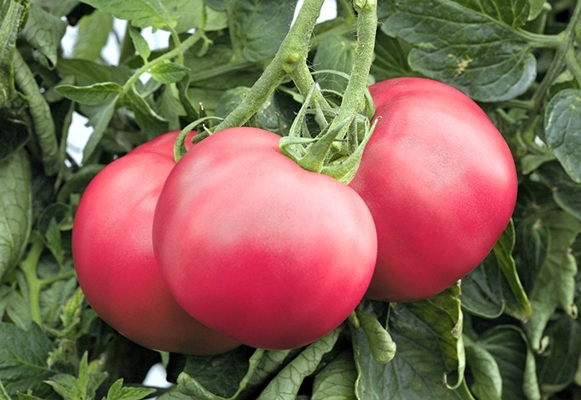 arbustos de tomate frambuesa carnoso