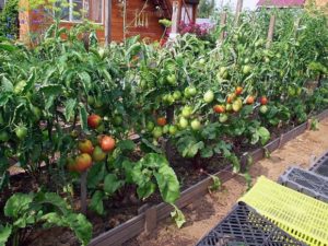 Sådan plantes, dyrkes og plejes tomater i det åbne felt