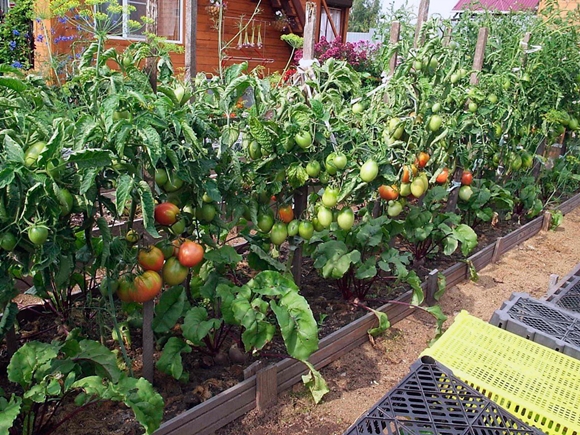 paradajkové kríky na otvorenom poli