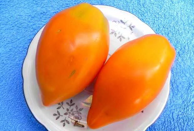 tomate naranja en forma de pimiento