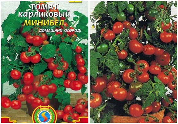 semillas de tomate minibel