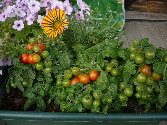 pinokio pomidorų, augančių balkone