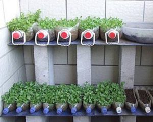 Funktioner ved dyrkning af tomatplanter i en plastflaske på toiletpapir