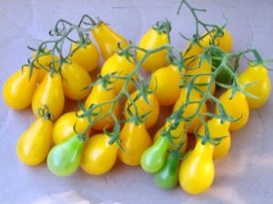 Pomidorų veislės „Honey Drop“ charakteristikos ir aprašymas, jo auginimas ir derlius