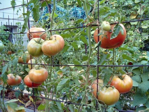 garter tomatoes in the garden