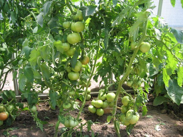 tomato bushes Polbig F1