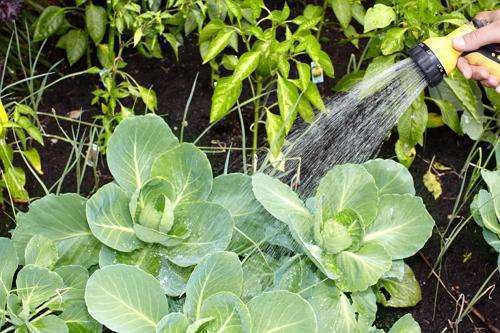 watering cabbage with a hose