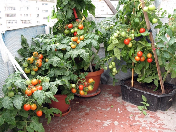 potted tomatoes on the balcony