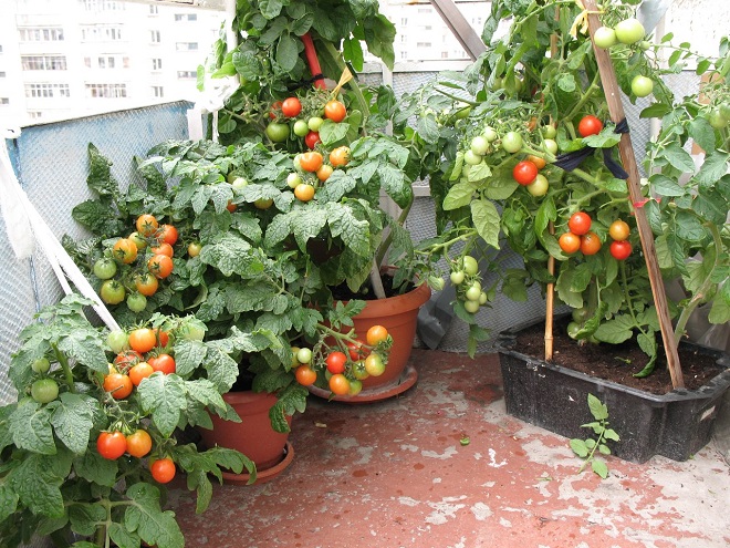 עגבניות במרפסת