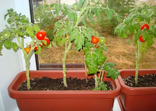 rasvjeta za rajčice