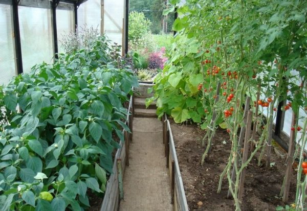 kamatis na may bell pepper sa isang greenhouse