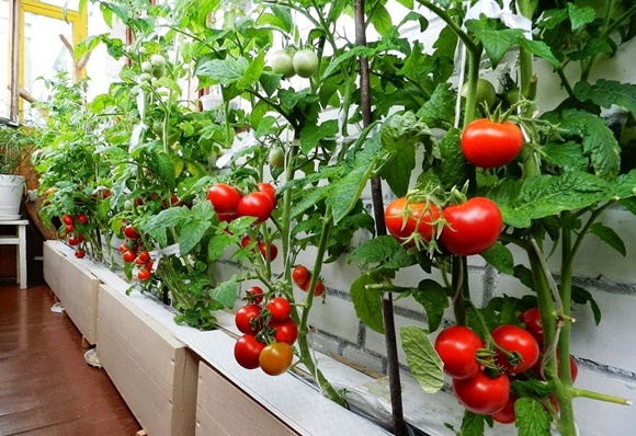 stora tomater på balkongen