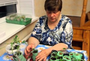 Vi planter tomater i en snegl efter metoden fra Julia Minyaeva