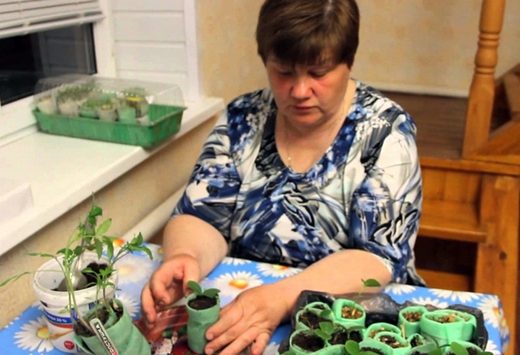 Yulia minyaeva maakt slakken van komkommers