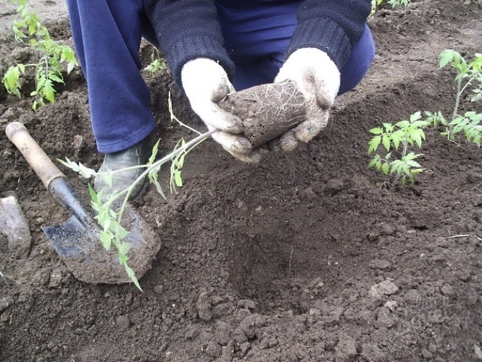 piantare pomodori nel terreno
