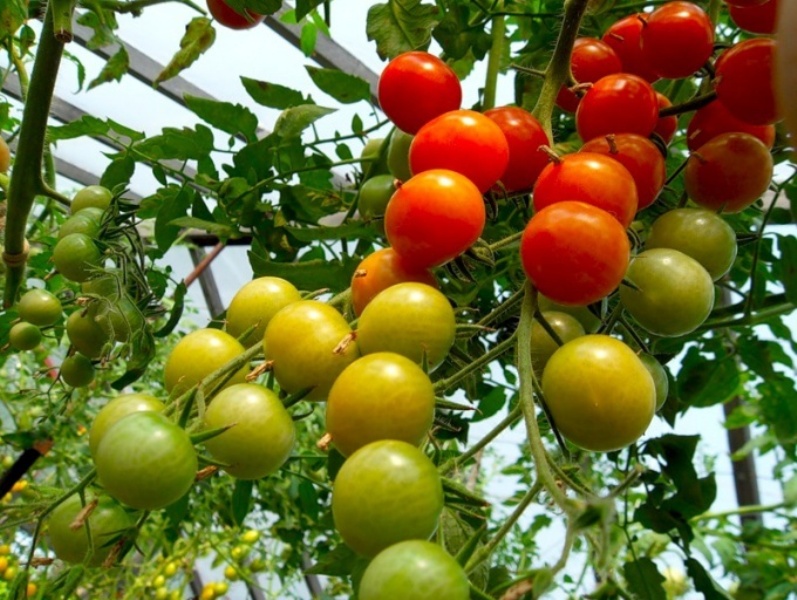 tomater i drivhuset