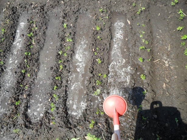 Karotten auf freiem Feld gießen