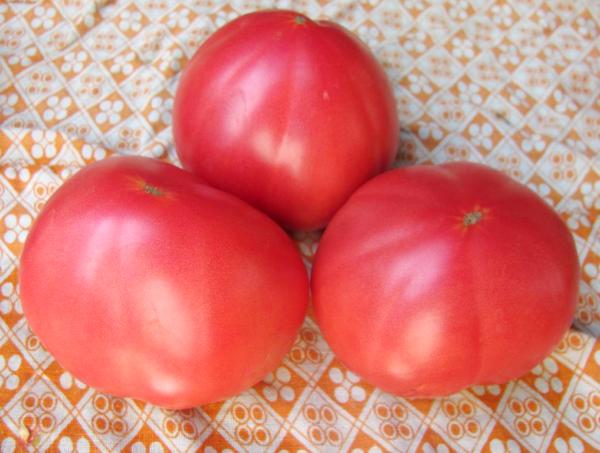 het geheim van de tomatengrootmoeder