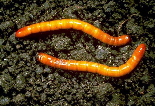 wireworm na ziemi
