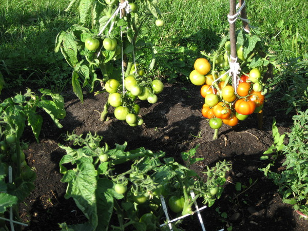krzewy pomidorów boni mm