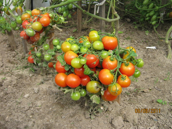 rajčatový trpaslík